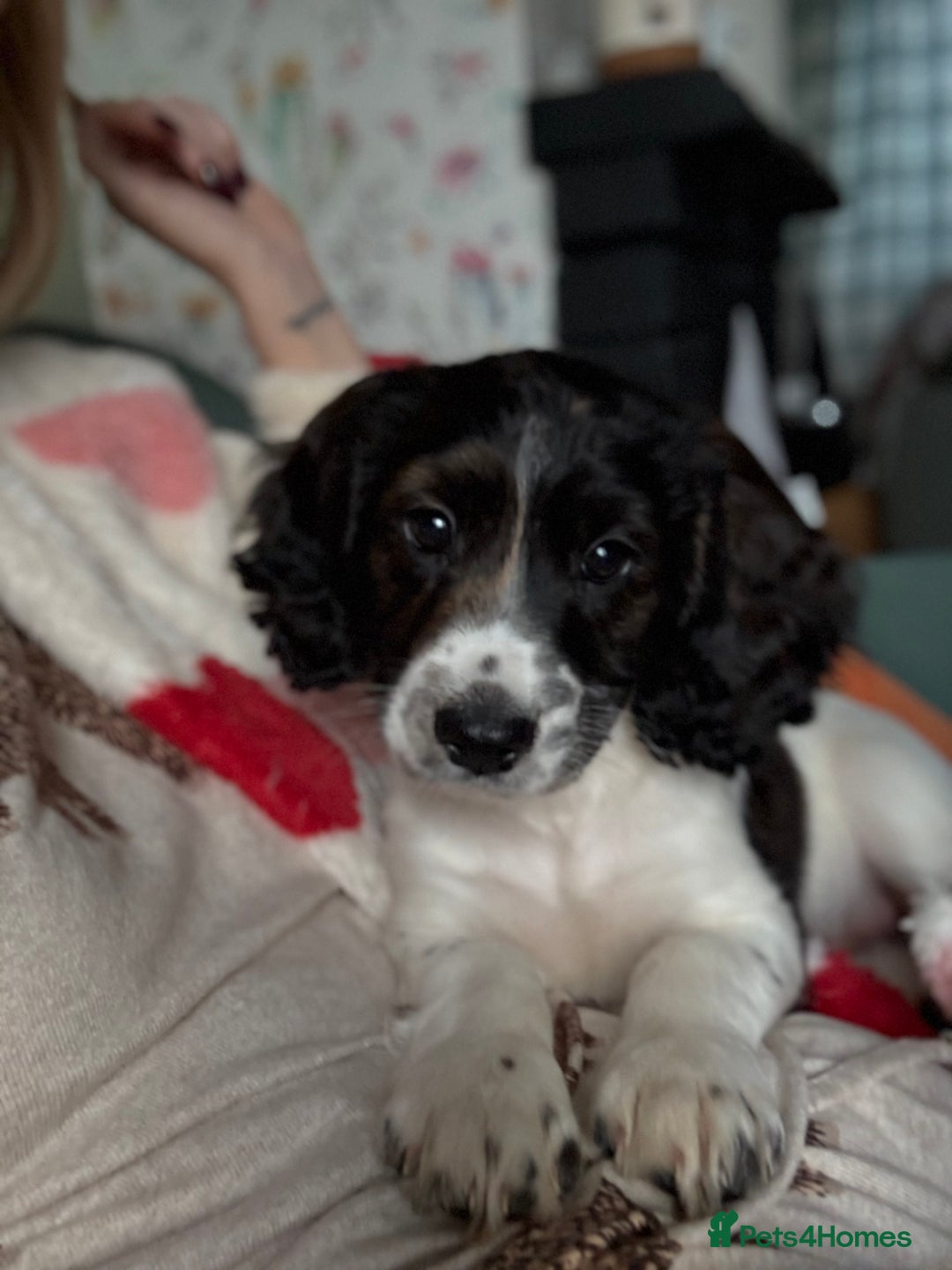 Cockapoo dogs for sale: UNIQUE SABLE BOY READY TO GO ✨ - Image 30