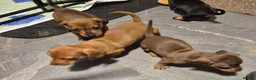 Miniature Dachshund dogs for sale: Miniature Dachshund Puppies  in Caernarfon - Advert 3