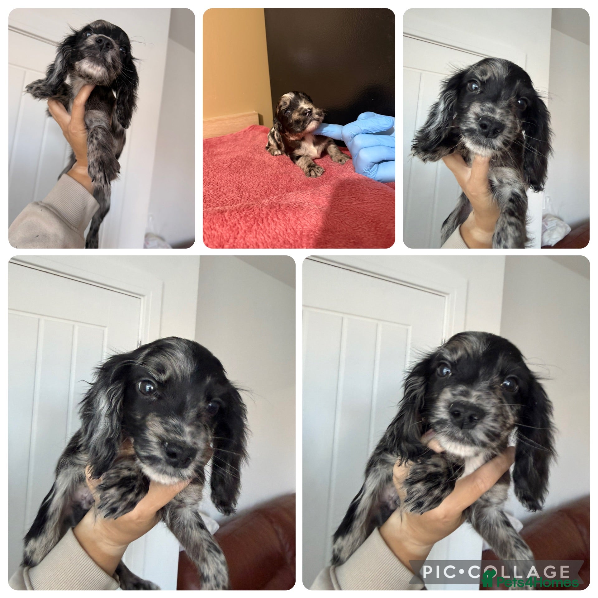 Cocker Spaniel dogs Beautiful Male Cocker Spaniel Puppies - Advert 1