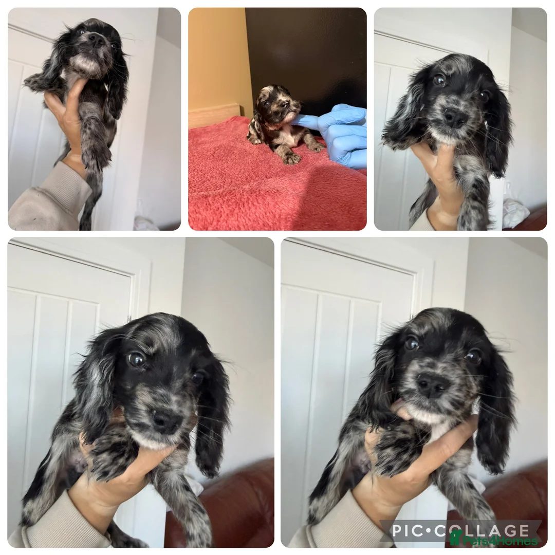 Cocker Spaniel dogs for sale: Beautiful Male Cocker Spaniel Puppies - Advert 1