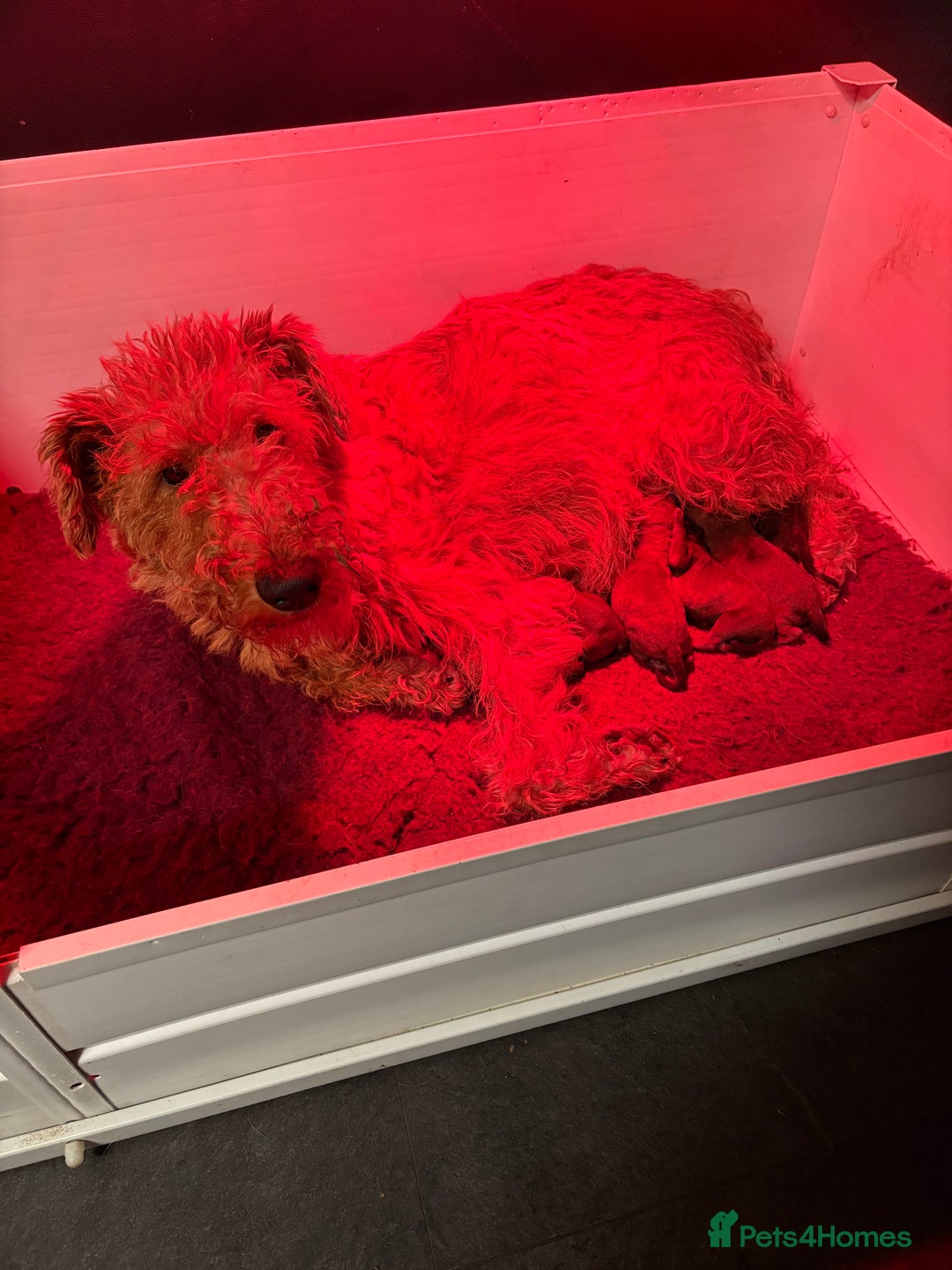 Irish Terrier dogs for sale: Irish Terrier female pup  - Advert 2
