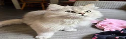 British Longhair cats for sale: Pure British Longhair Female  - Advert 1
