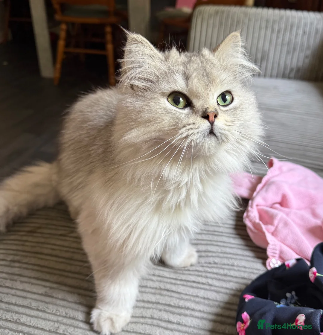 British Longhair cats for sale: Pure British Longhair Female  - Advert 1
