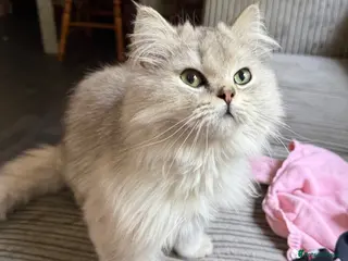 British Longhair cats Pure British Longhair Female - Advert 1