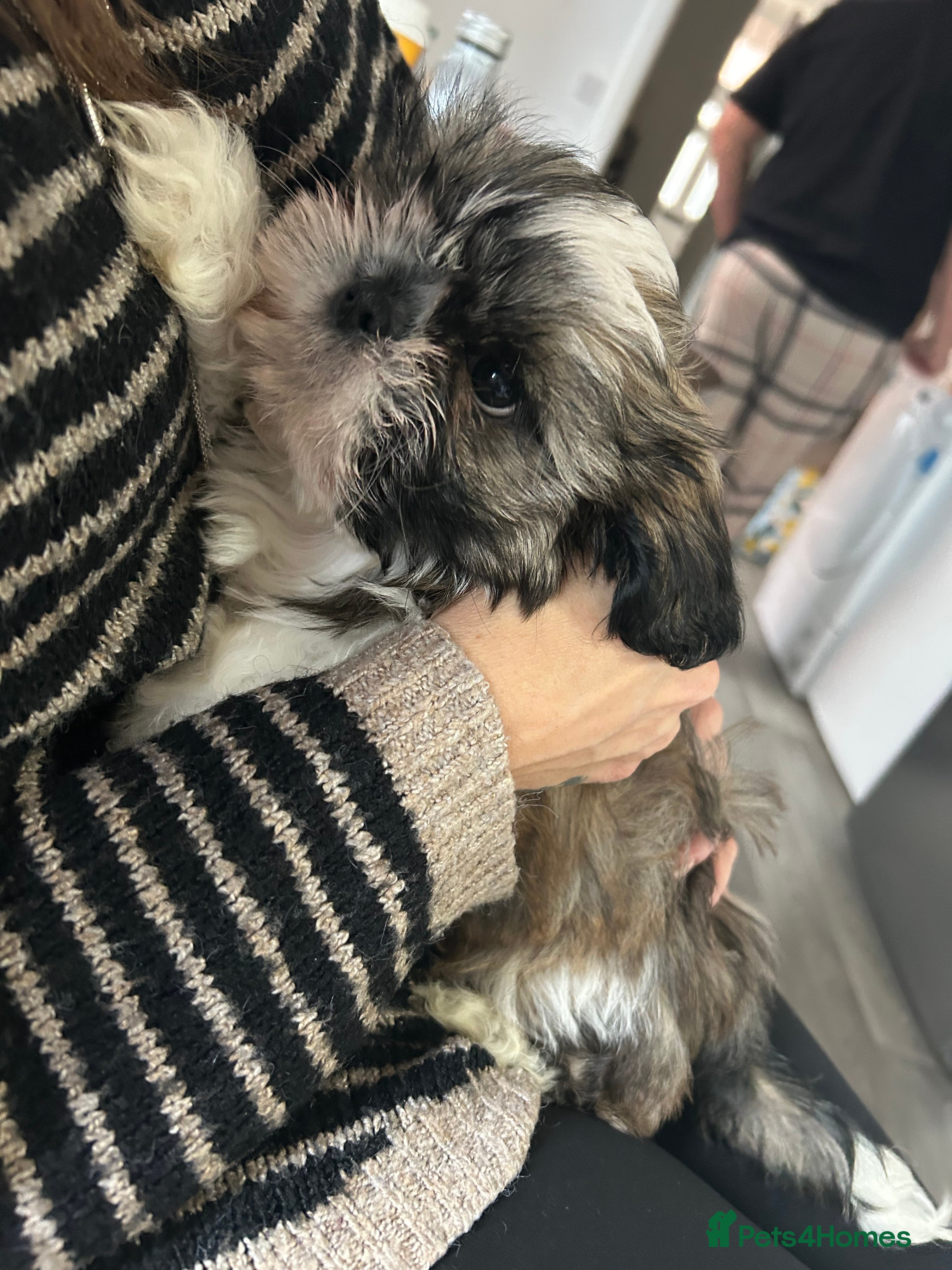 Shih Tzu dogs 2 BEAUTIFUL BOYS REMAINING - Advert 10