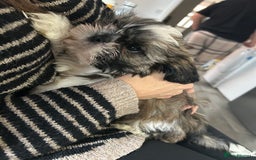 Shih Tzu dogs for sale: 2 BEAUTIFUL BOYS REMAINING - Image 1