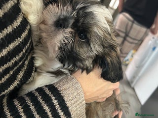 Shih Tzu dogs - Advert 1