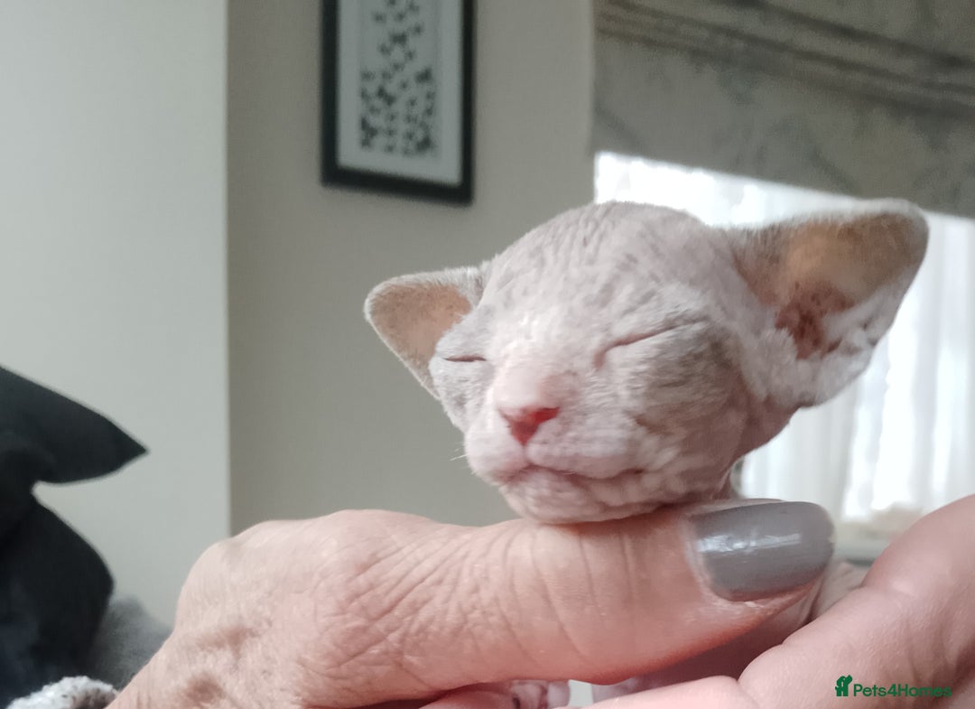 Sphynx cats for sale: Beautiful Sphinx boys available.  - Advert 4