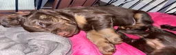 Cocker Spaniel dogs for sale: Tri colour working cocker spaniel puppies  - Advert 24