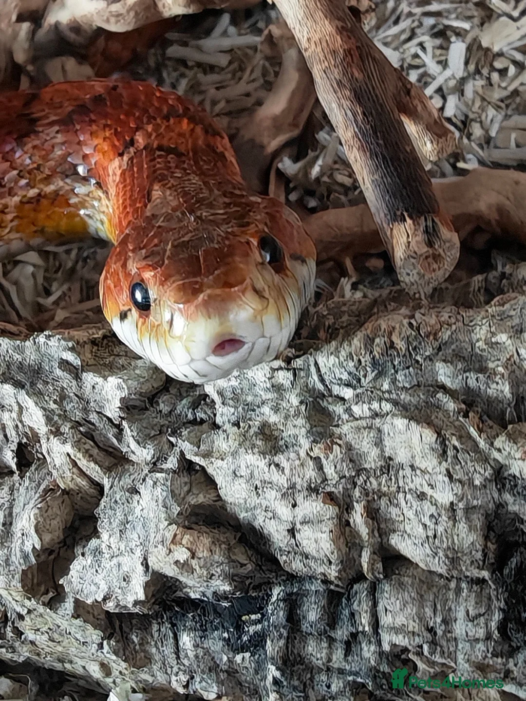 Corn Snake reptiles for sale: Corn snake rehome in Newcastle upon Tyne - Advert 3