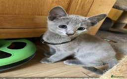 Russian Blue cats for sale: TICA REGISTERED Pure Breed Russian Blue Kittens - Image 19