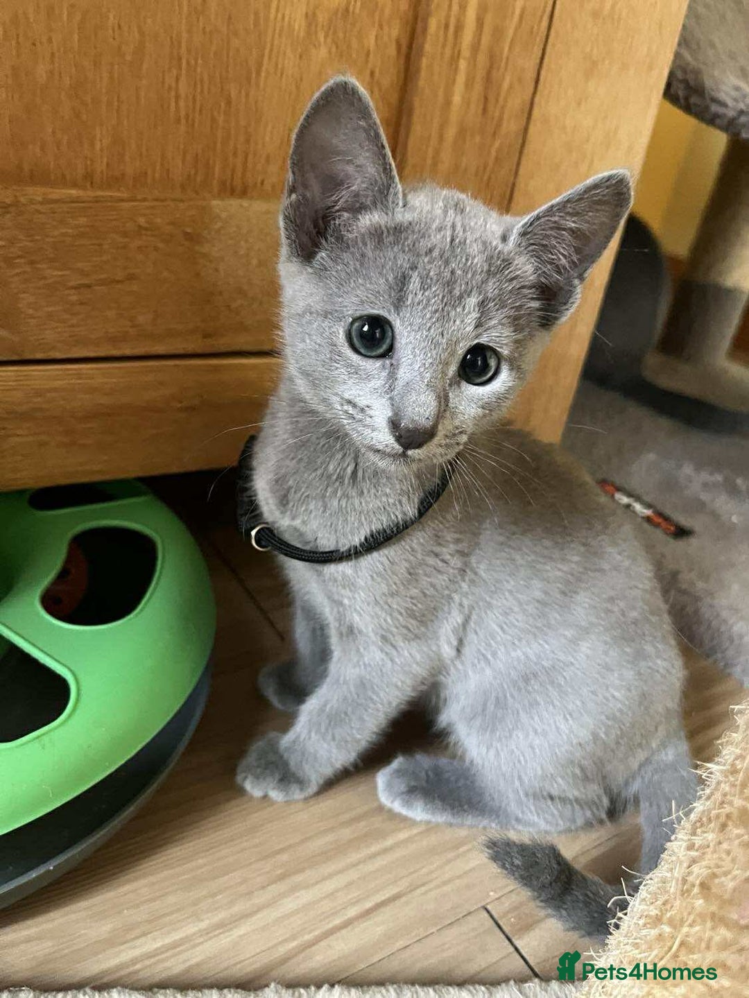 Russian Blue cats for sale: TICA REGISTERED Pure Breed Russian Blue Kittens - Image 19