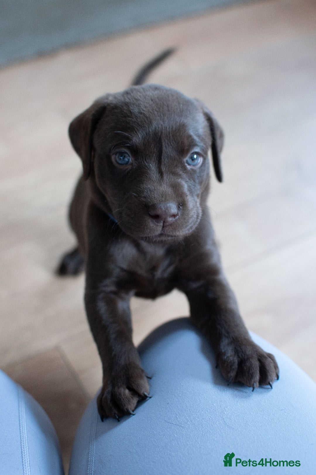 Labrador Retriever dogs for sale: Adorable Labrador Retriever Puppies  🐶💛 - Image 5