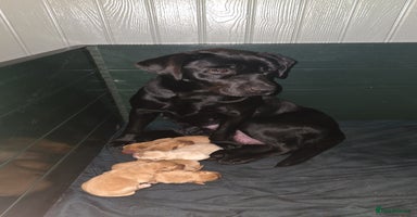 Labrador Retriever dogs - Advert 6