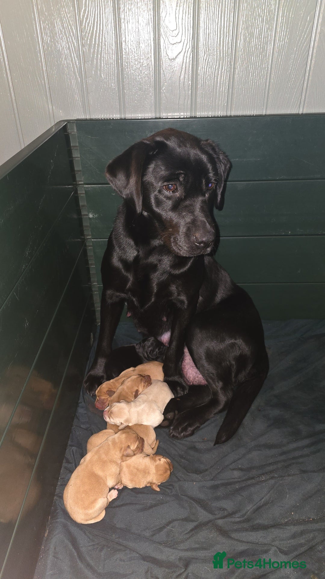 Labrador Retriever dogs for sale: Golden Lab Male pup - Image 3