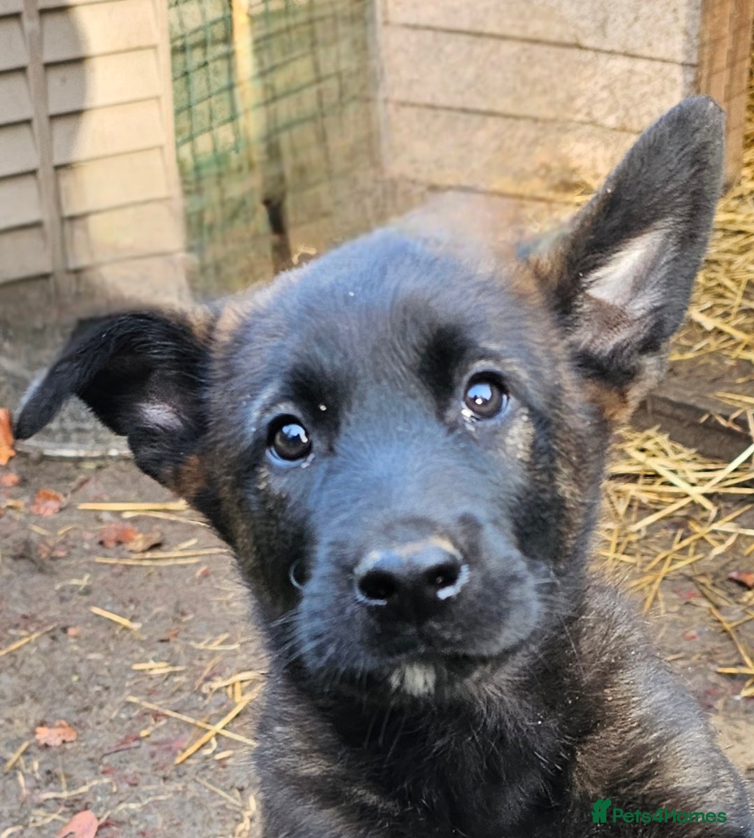 Belgian Shepherd Dog dogs for sale: DUTCH SHEPARD PUPPIES 1 MALE  - Image 8