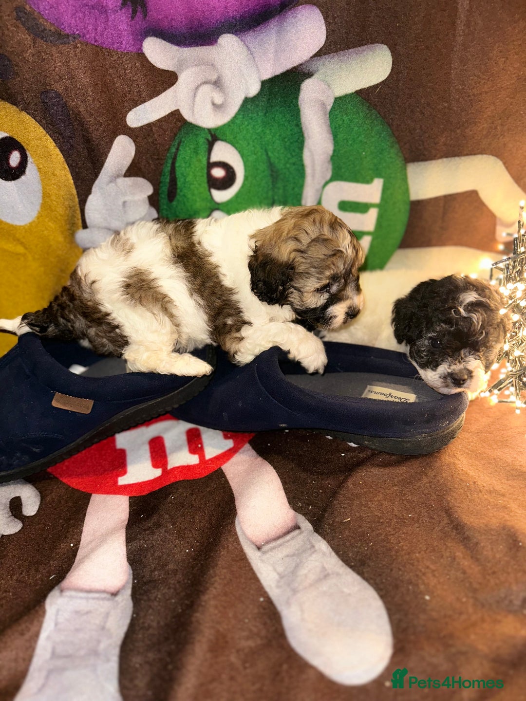 Cavapoo dogs for sale: Beautiful Rare F1b Cavapoos  - Advert 14