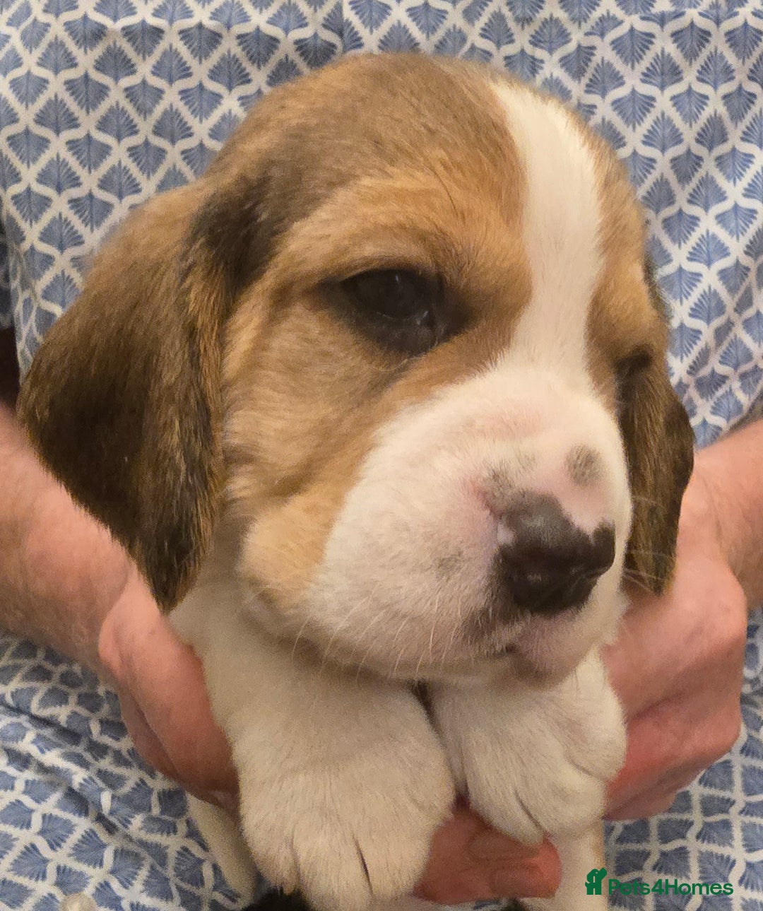 Beagle dogs for sale: KC registered Beagle pups, Rare Blue tri & tri - Advert 13
