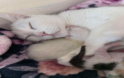 Domestic Shorthair cats for sale: 5 white female kittens - Image 2