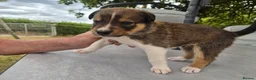 Border Collie dogs for sale: Border collie puppy 1 dog available  - Advert 15