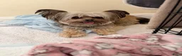 Chorkie dogs for sale: Miniature Chorkie Boys - Advert 30