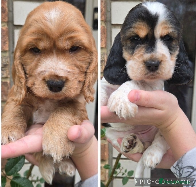 Cocker Spaniel dogs Show type Cocker Spaniels - Advert 5