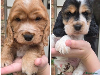 Cocker Spaniel dogs Show type Cocker Spaniels - Advert 5