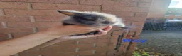 Lionhead rabbits for sale: Baby Lionhead rabbits in Warrington - Advert 3