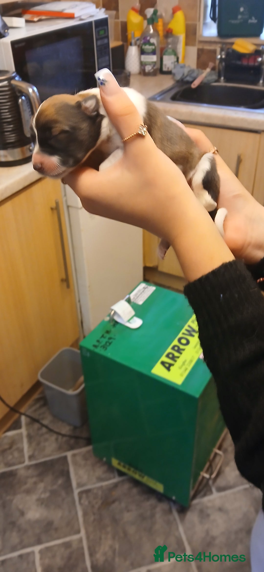 Border Collie dogs for sale: My babies  - Image 15