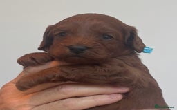 Cavapoo dogs for sale: EXTENSIVELY HEALTH TESTED Red Cavapoos - Image 7