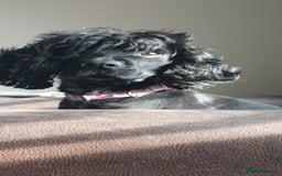 Cocker Spaniel dogs for sale: Betsy the cocker spaniel  - Image 10