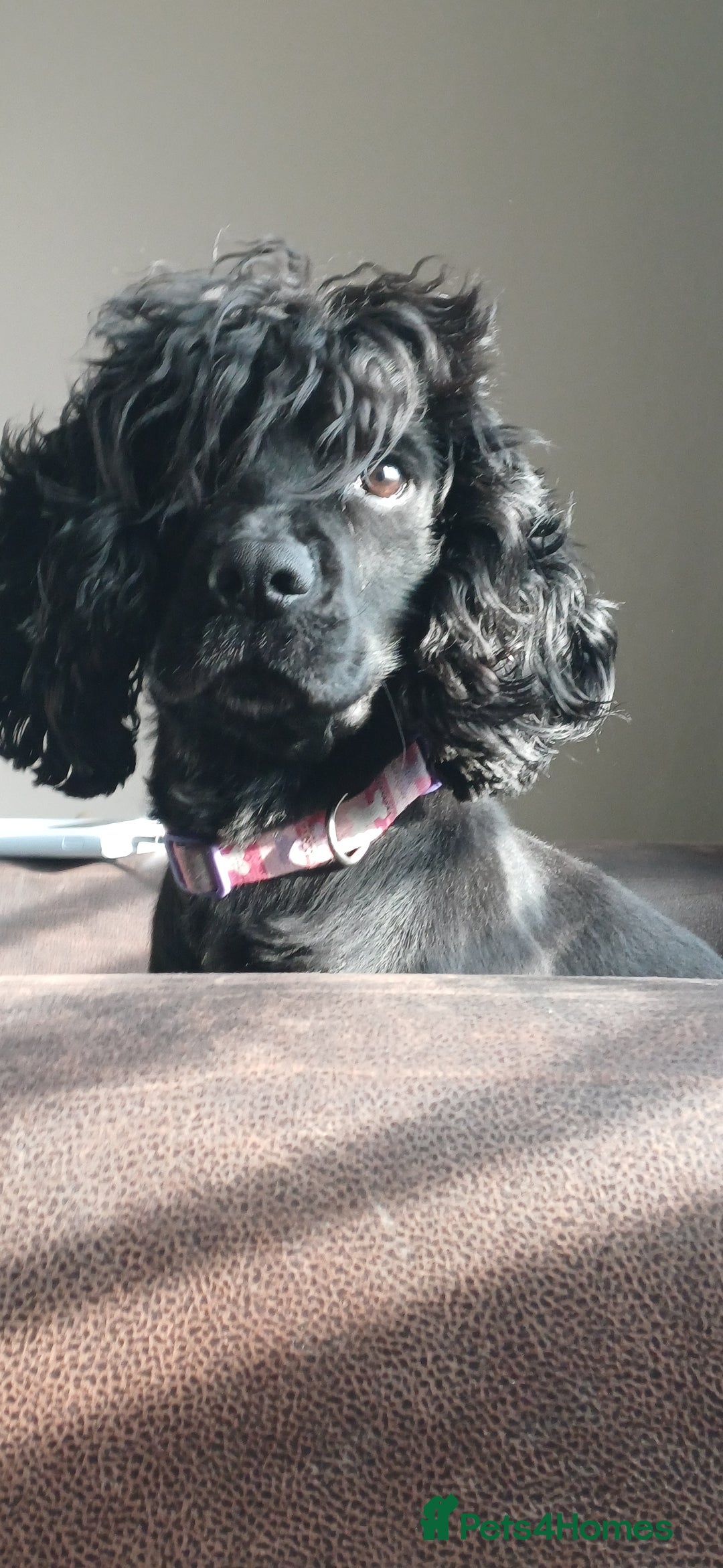 Cocker Spaniel dogs for sale: Betsy the cocker spaniel  - Image 10
