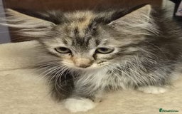Siberian cats for sale: Tested purebreed hypoallergenic Siberian kittensns - Image 22