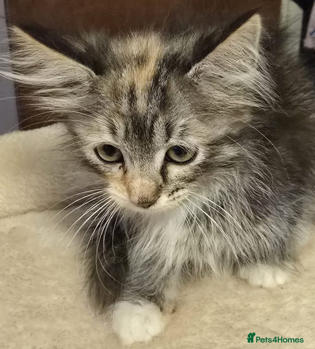 Siberian cats for sale: Tested purebreed hypoallergenic Siberian kittensns - Image 22