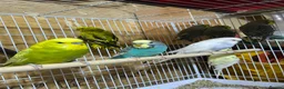 Budgerigars birds for sale: 13 budgies available  - Advert 8
