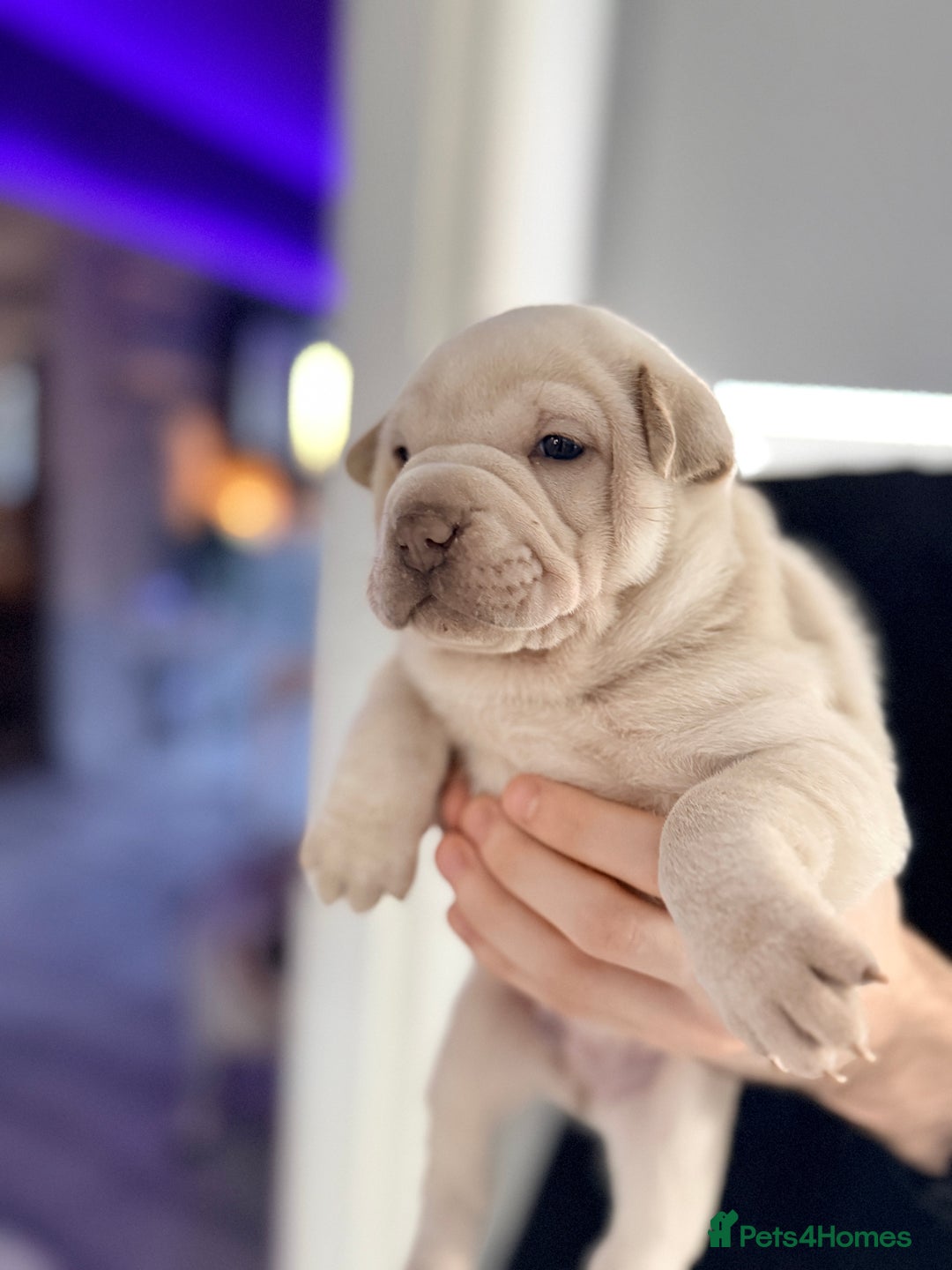 Mixed Breed dogs for sale: Shar Pei cross puppies  - Advert 5