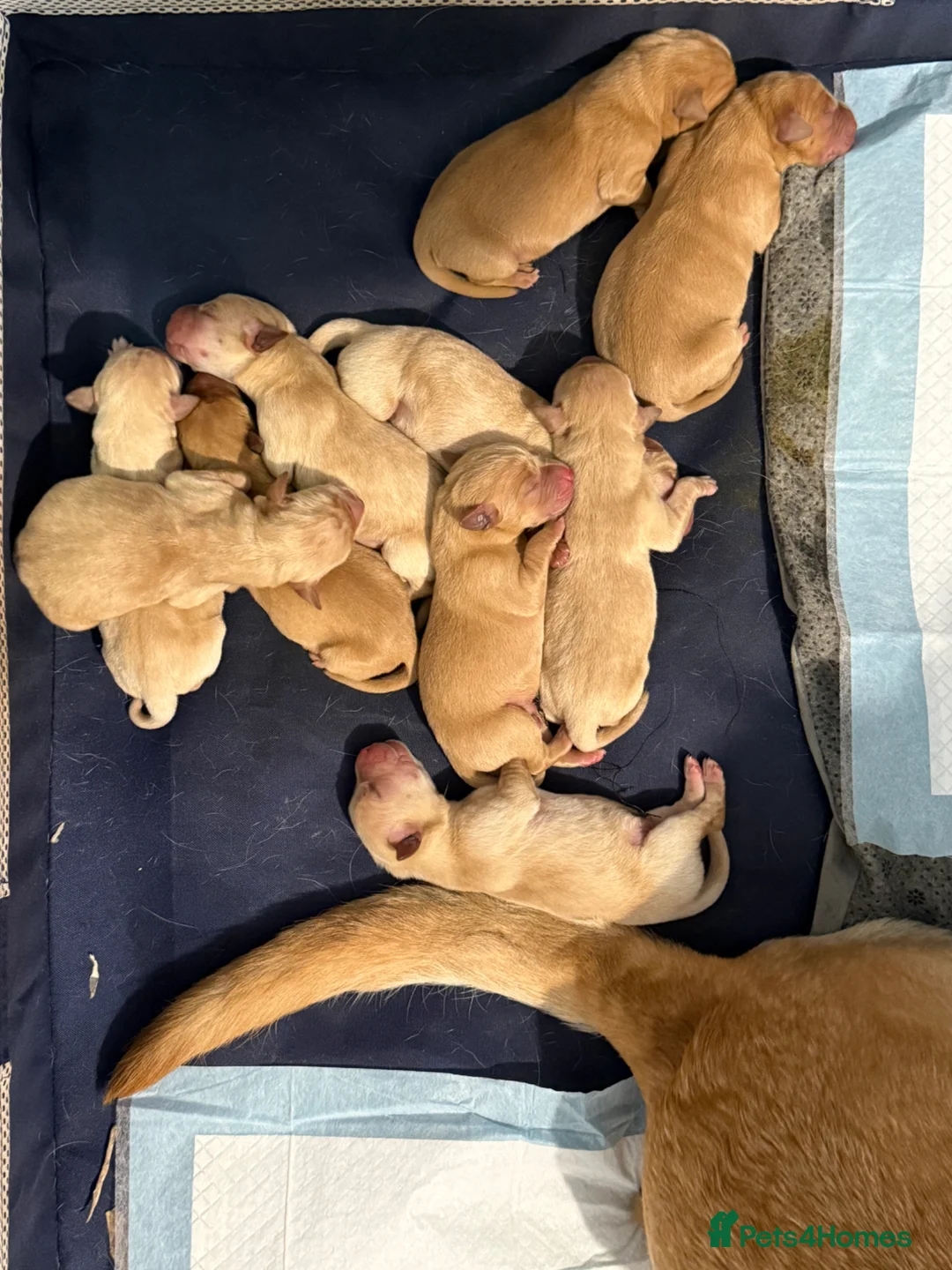 Labrador Retriever dogs for sale: Quality Labrador puppies - Golden to Fox Red  - Advert 4