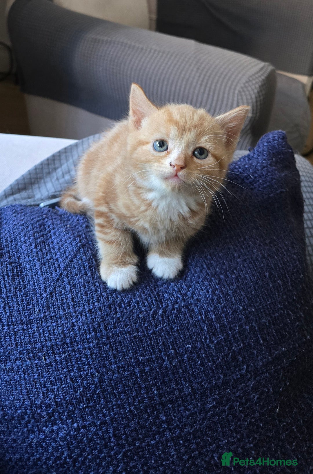 Mixed Breed cats for sale: Gorgeous Ginger Kittens 7 Weeks Old - Image 7