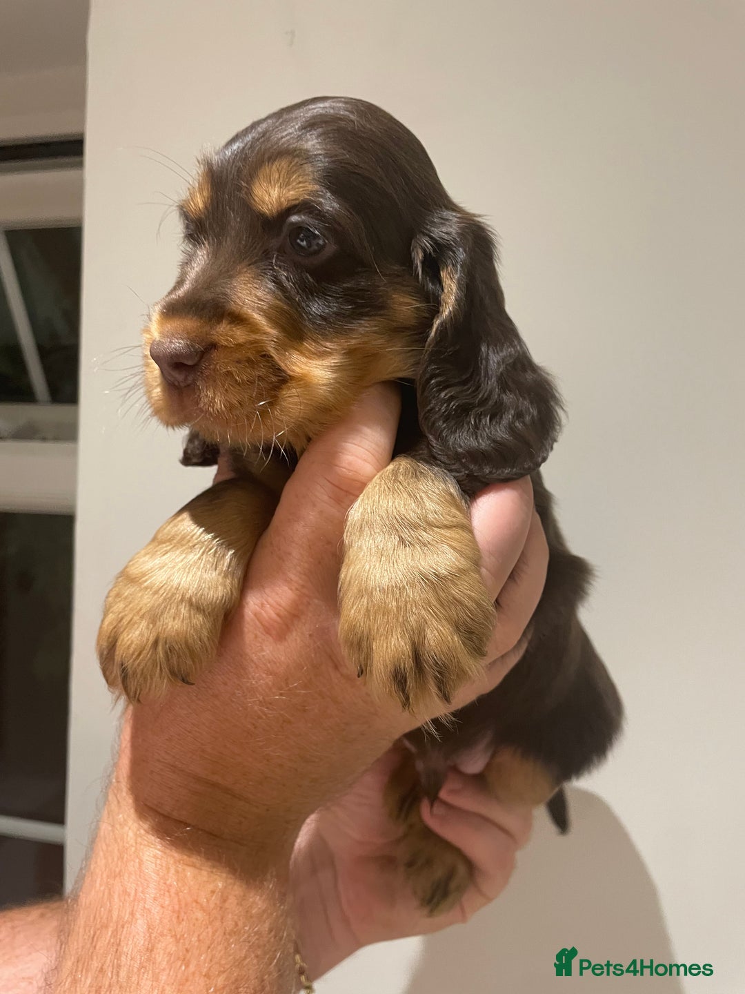 Cocker Spaniel dogs for sale: 6 gorgeous cocker spaniel puppies  - Image 9