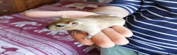 Gerbil rodents for sale: Two beautiful and gentle brothers in Cambridge - Advert 5