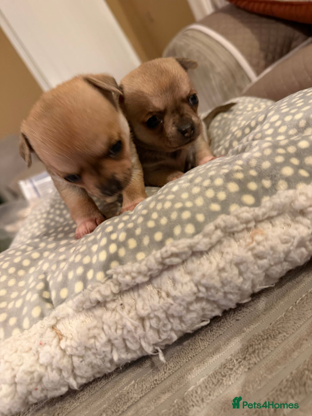 Chihuahua dogs for sale: Brother and sister Chihuahua - Advert 11