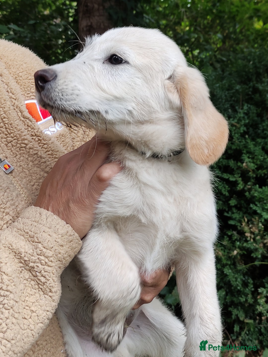 Labradoodle dogs for sale: Labradoodle / Fox Red Labrador X Puppies - Image 33