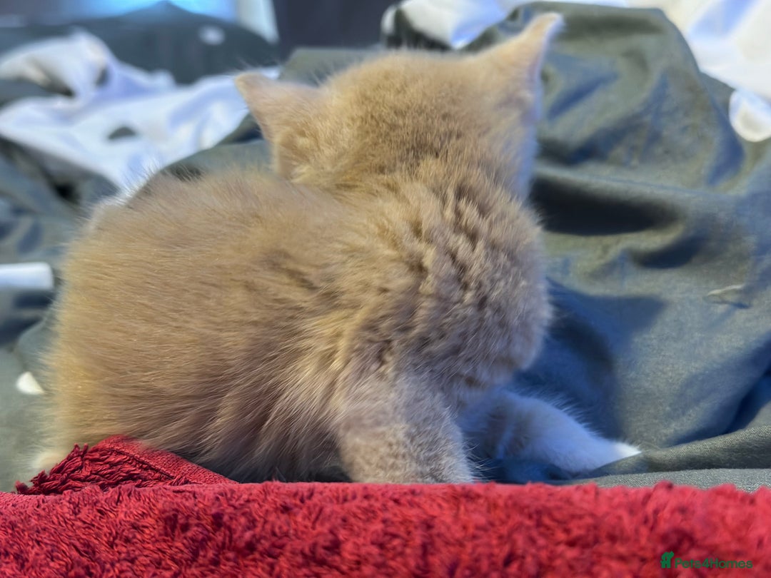 Mixed Breed cats for sale: Beautiful kittens  - Image 20