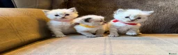 Ragdoll cats for sale: 3 gorgeous blue point male ragdolls. Ready now.  - Advert 13