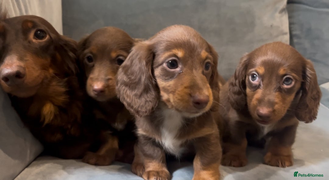 Miniature Dachshund dogs for sale: KC reg PRA clear long hair mini dachshund puppies  in Maidstone - Image 26