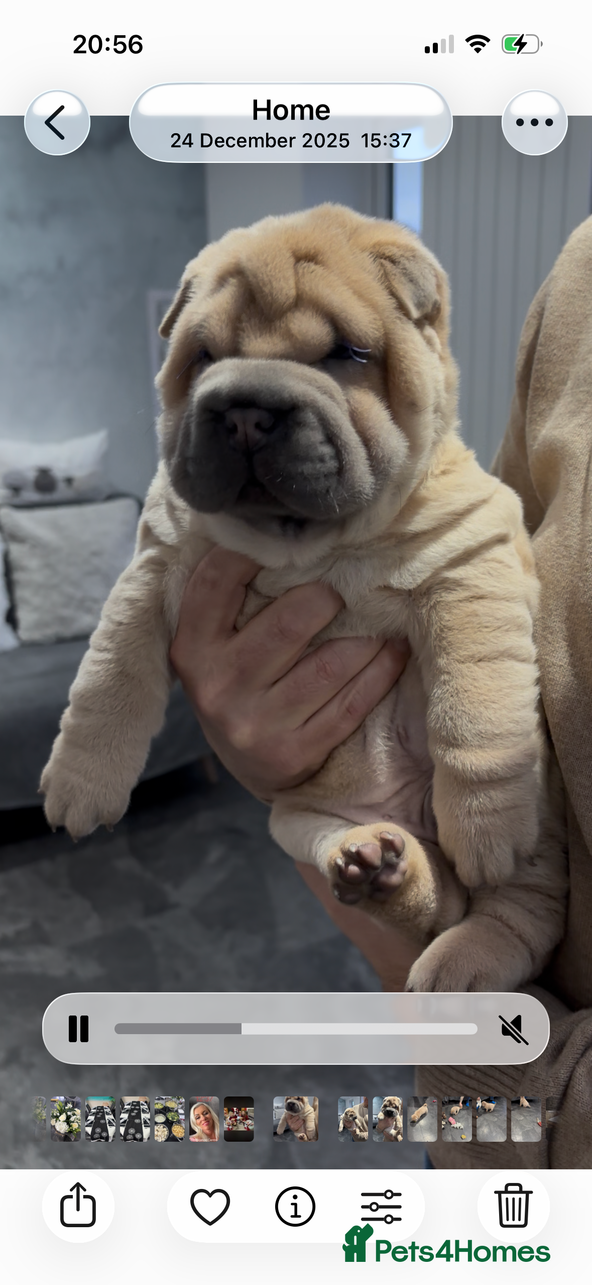 Shar Pei dogs Shar pei stunning little boy  - Advert 4