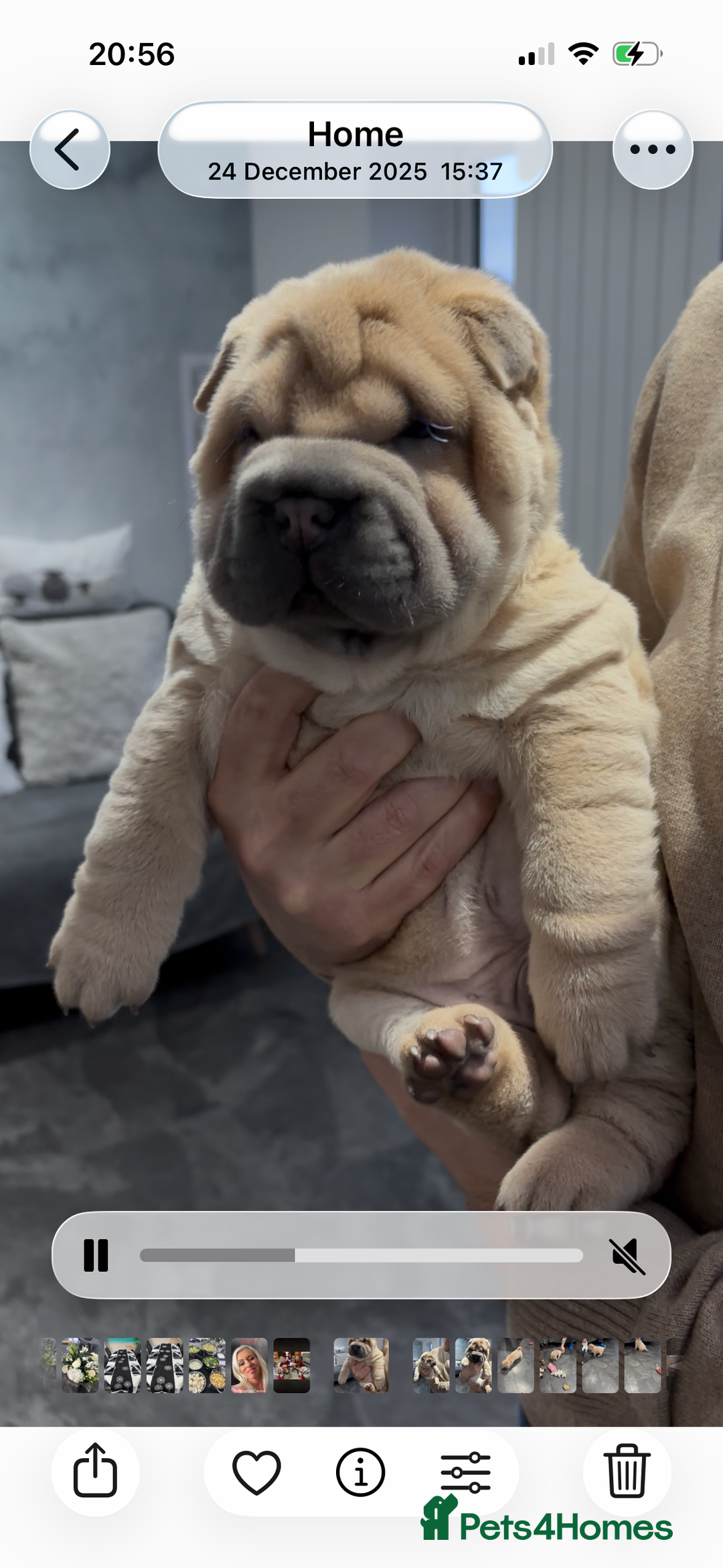 Shar Pei dogs for sale: Shar pei chunky boy  - Advert 7