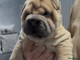 Shar Pei dogs Shar pei stunning little boy - Advert 4