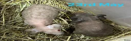 Guinea Pig rodents for sale: Skinny Pig Boars  - Advert 3