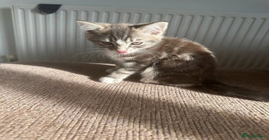 Mixed Breed cats - Advert 13